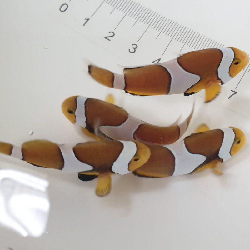 Black Ocellaris Clownfish Captive-Bred