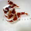 Maroon Clownfish Tank-Bred