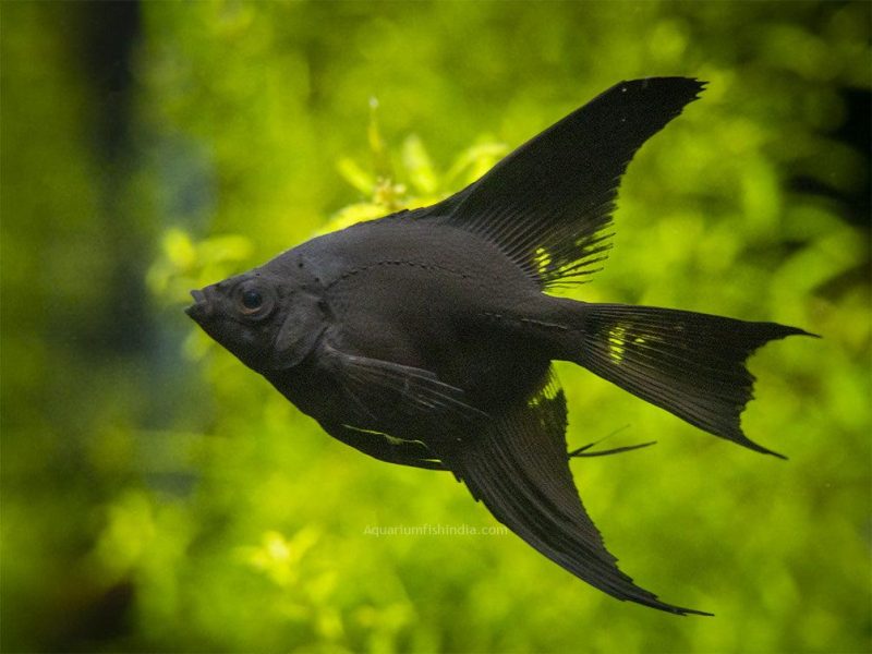 Jet Black Angelfish