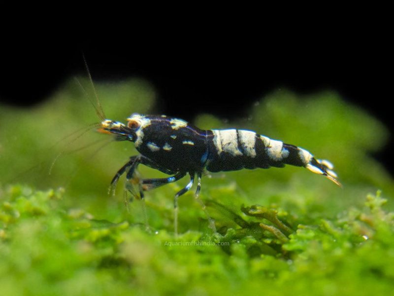 Black Galaxy Pinto Shrimp