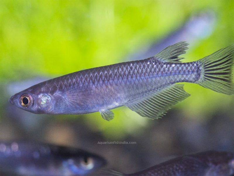 Black Medaka Ricefish