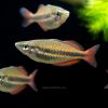 Goyder River Banded Rainbowfish