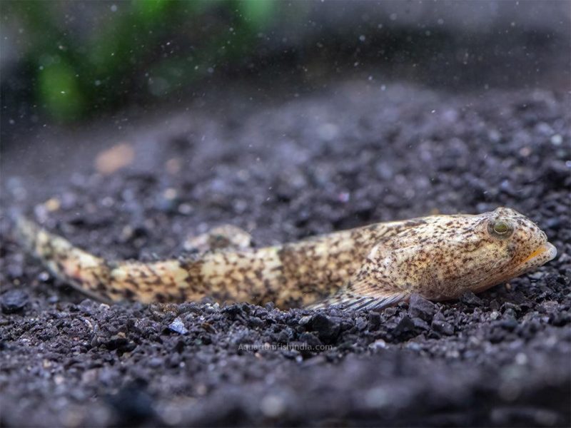 Indonesian Dragon Micro Goby