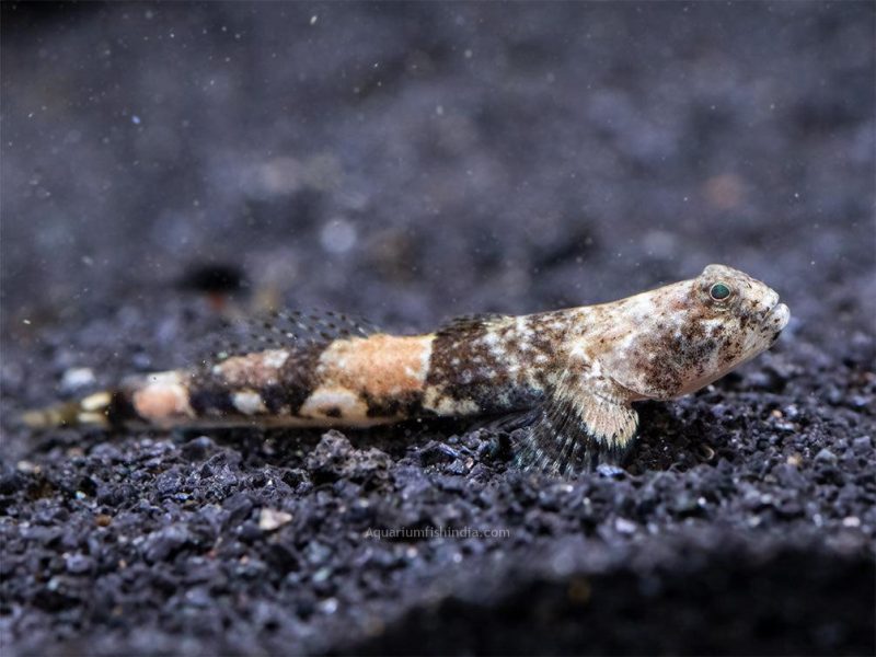 Indonesian Dragon Micro Goby