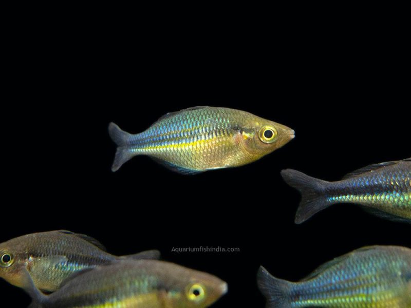 Lake Kutubu Turquoise Rainbowfish