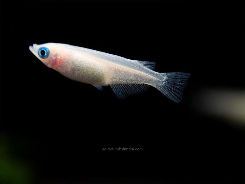 Pearl Galaxy Medaka Ricefish