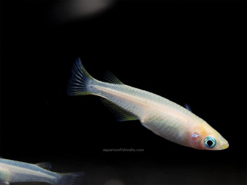 Pearl Galaxy Medaka Ricefish