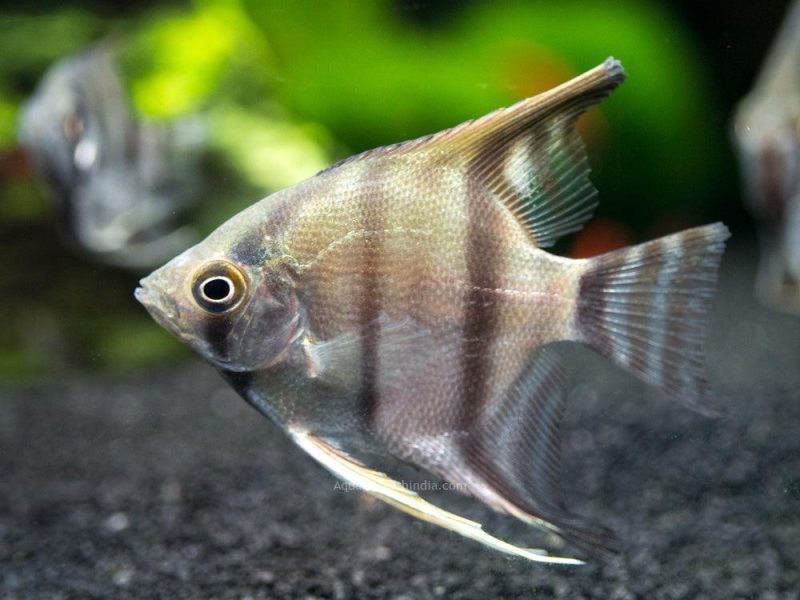 Peruvian Altum Angelfish