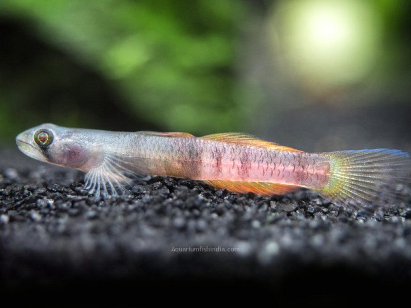Red Belted Goby