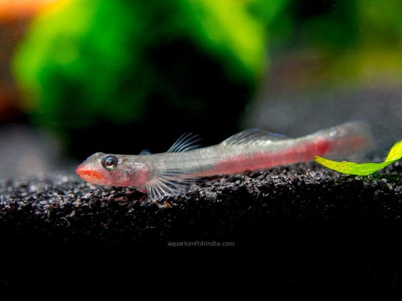 Red Lipstick Sicyopus Goby