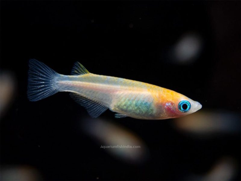 Red Cap Medaka Ricefish