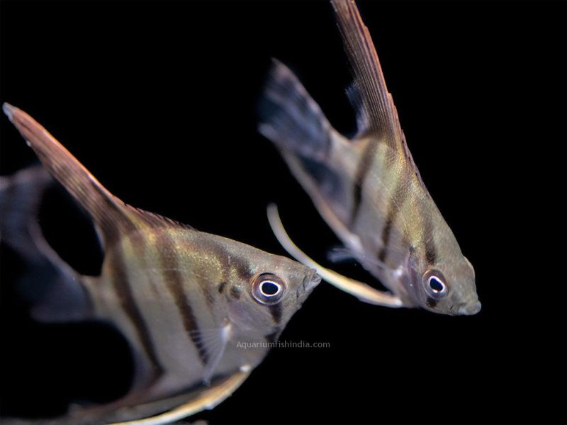 Redback Amapa Angelfish