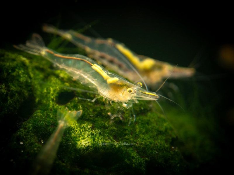 Short Nose Algae Shrimp
