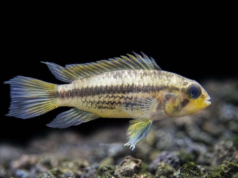 aquarium freshwater cichlids fish