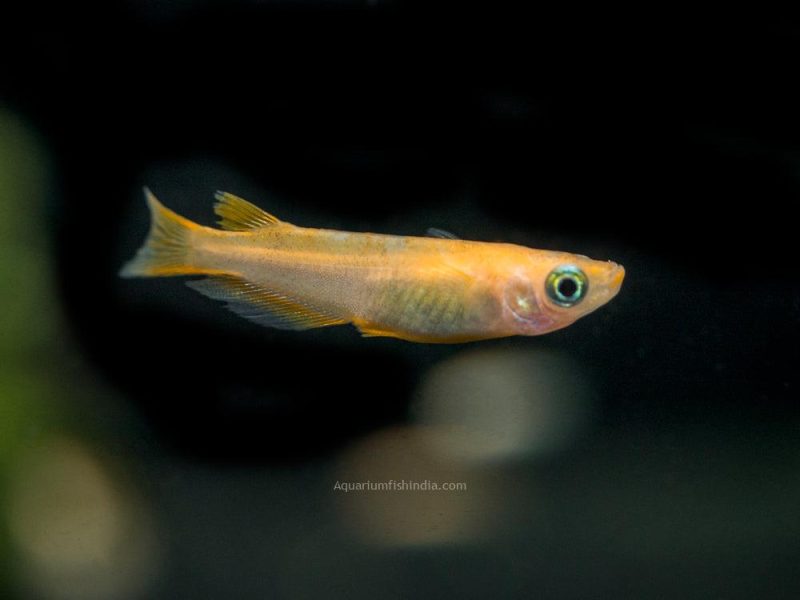 Youkihi Medaka Orange Ricefish