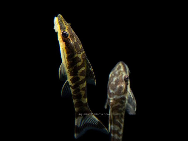 Zebra Otocinclus Catfish