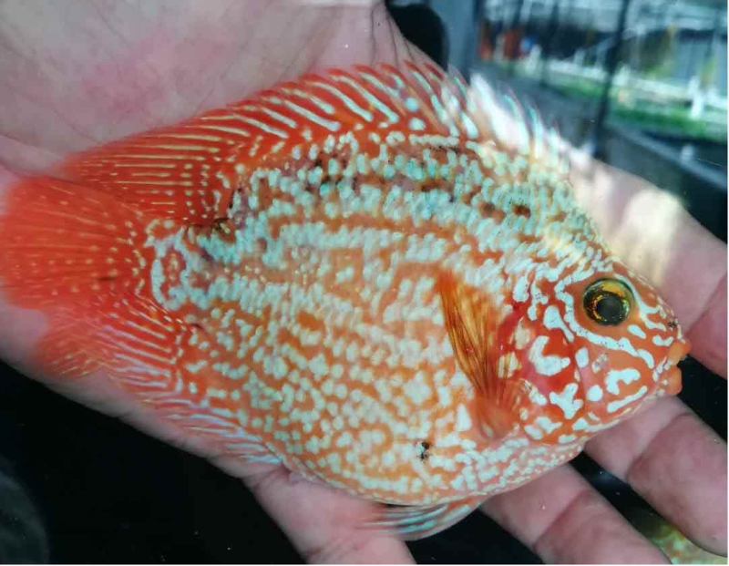 Golden Red Pearl Parrot Fish