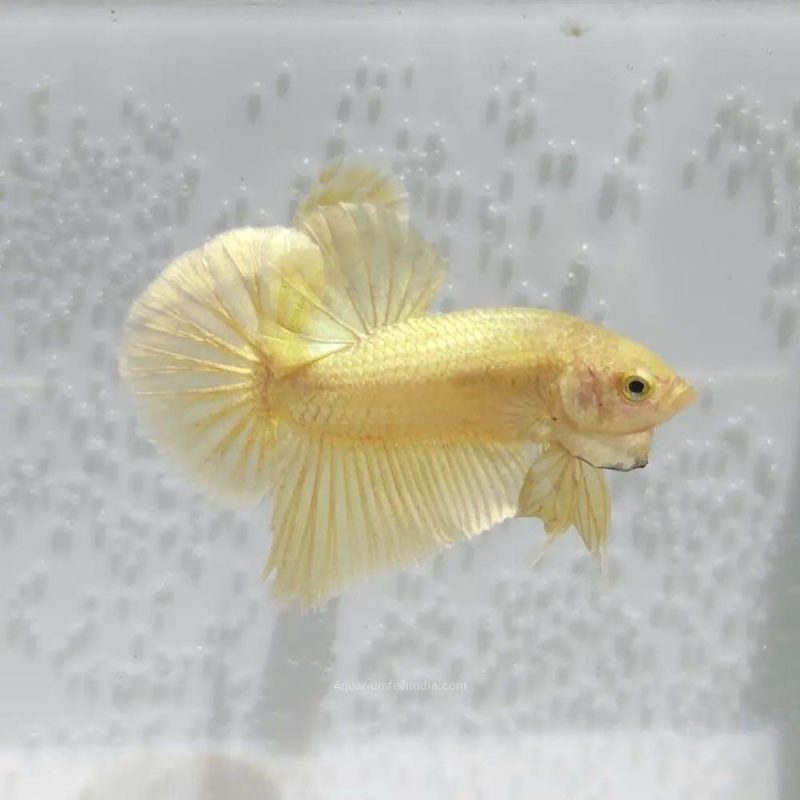 Plakat Gold Super Shiny Betta Fish