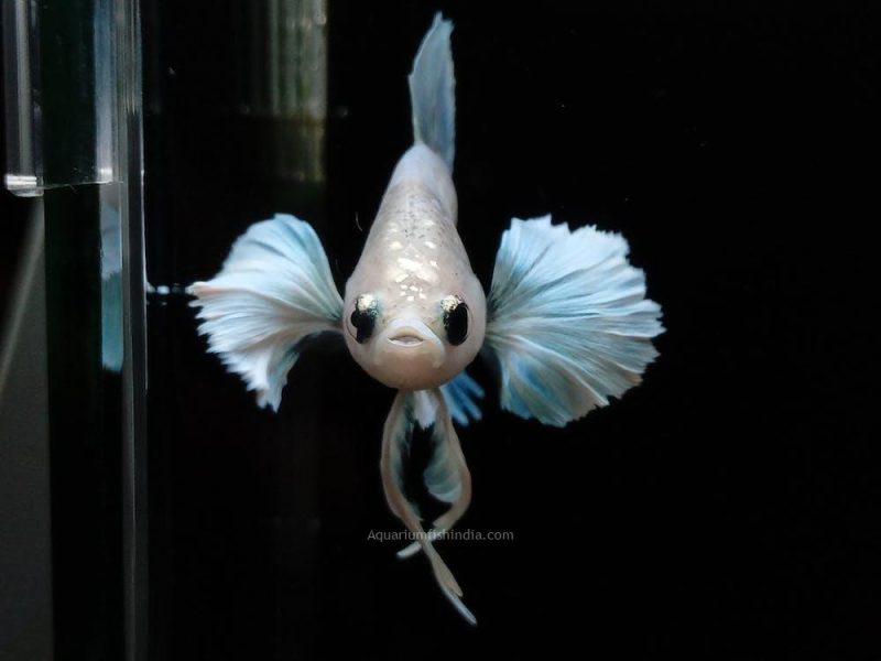 Plakat Dumbo Ear White Alicorn Betta Fish