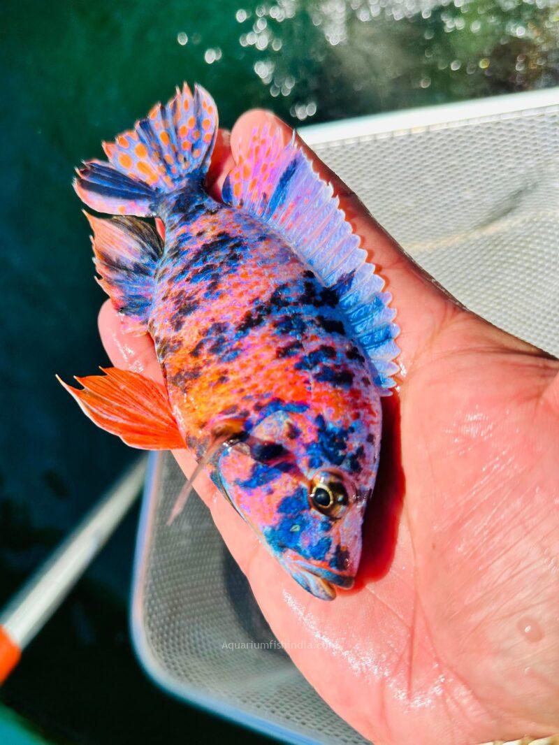Raspberry ob Peacock Cichlid