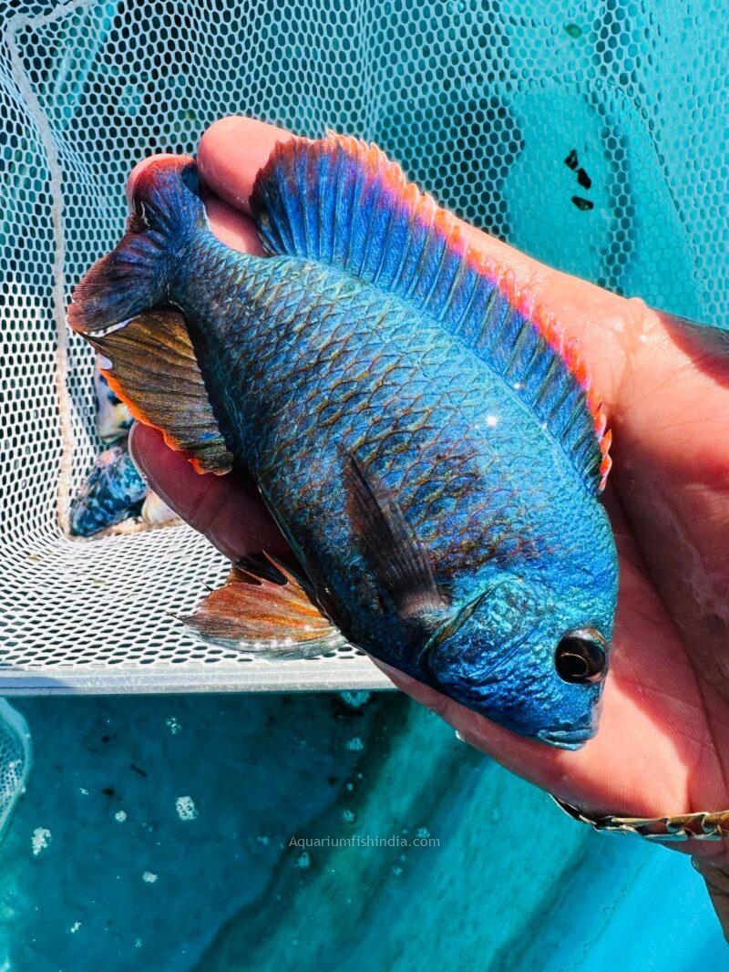 Red Apache Peacock Cichlid