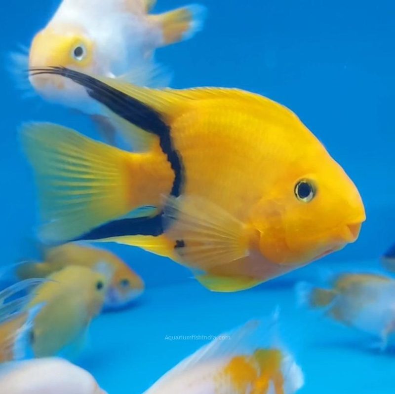 Yellow Tiger Parrot fish